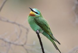 Uzbekistan Birdwatching Tour